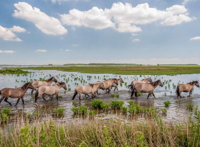 De Lauwersmeer Vogel Mit Eingezaeuntem Garten Anjum Exterior foto