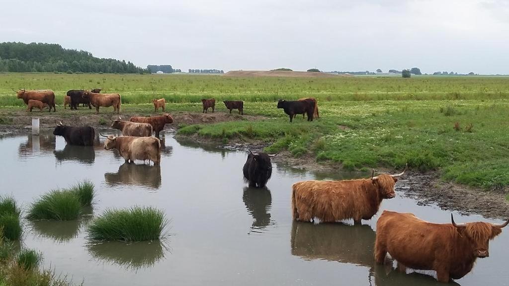 De Lauwersmeer Vogel Mit Eingezaeuntem Garten Anjum Exterior foto